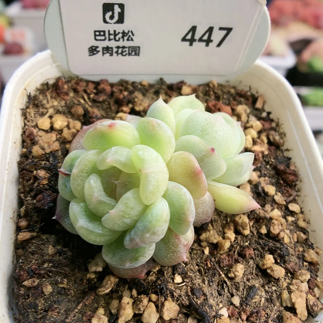 【闪购商品】@***子447白恋石化双头