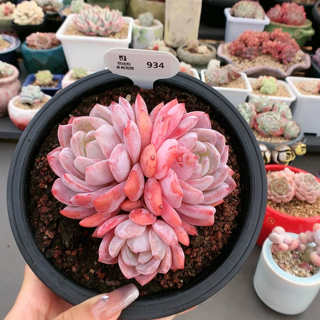 【闪购商品】934三头橙子
