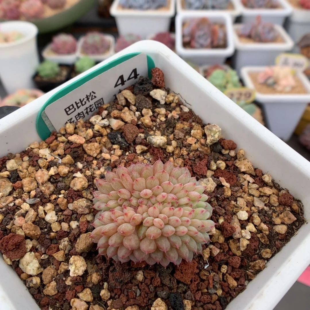 44 白胖子缀 多肉