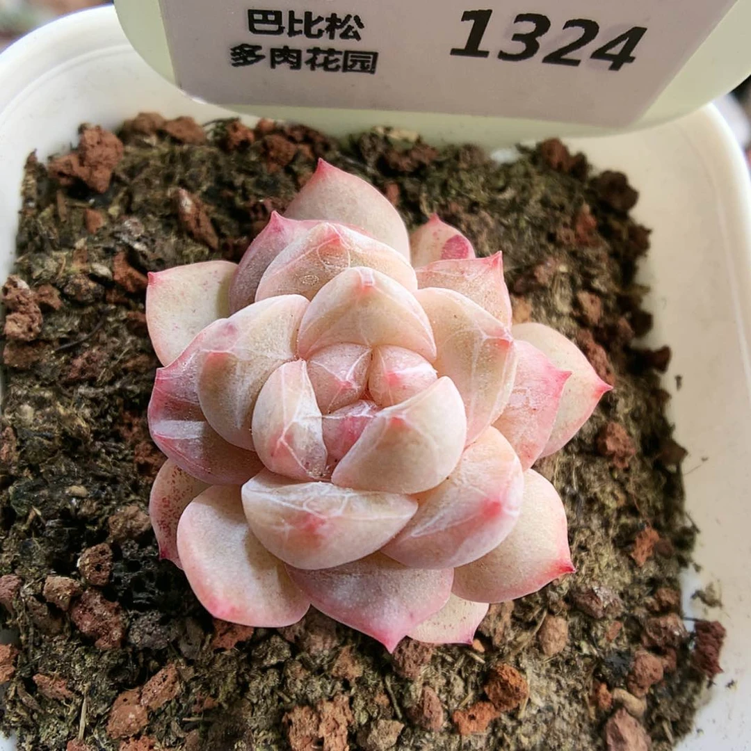 【闪购商品】1324粉钻
