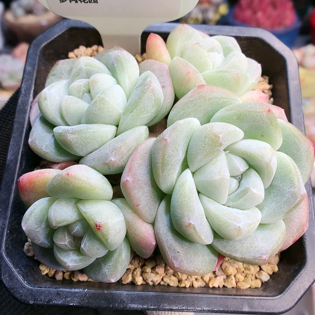 【闪购商品】L****31031琥珀冰玉