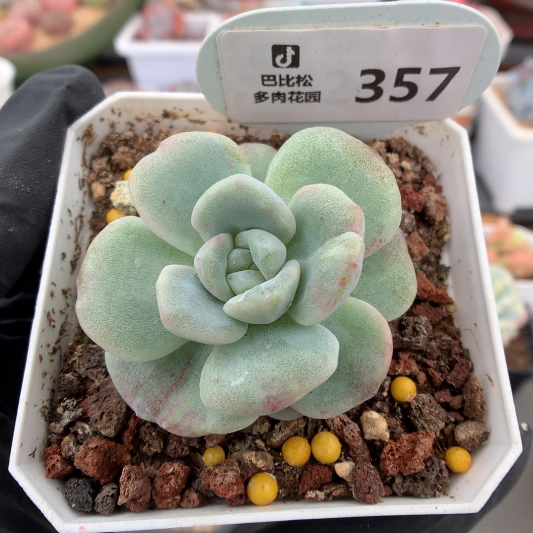 357 冰玉石化 多肉
