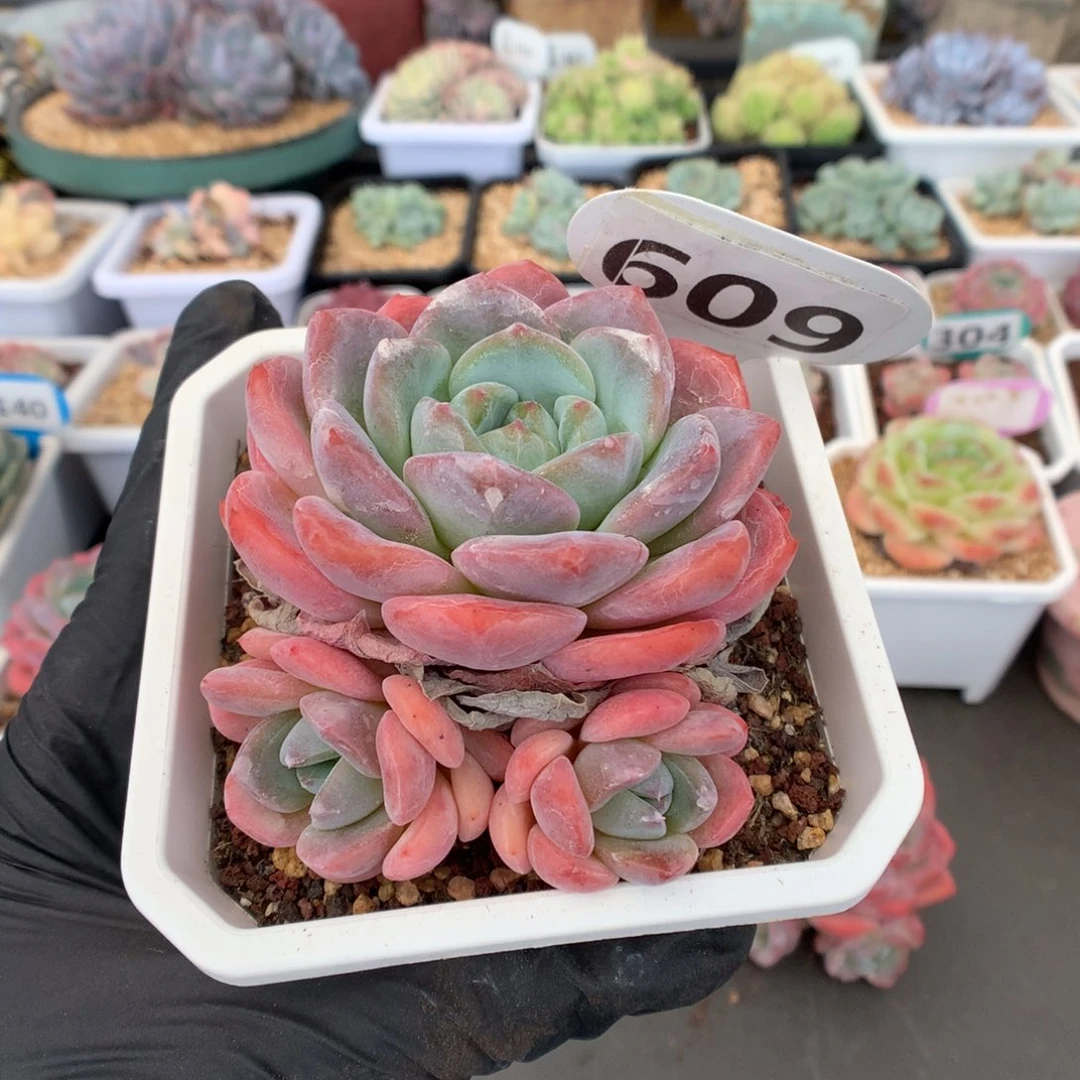 ?**依609 糖心b06 多肉