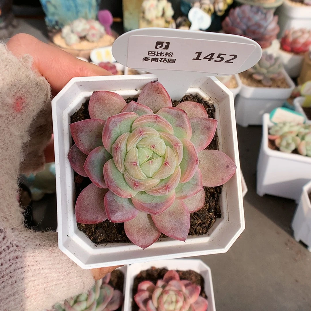 【闪购商品】亚*儿1452星星珍妮