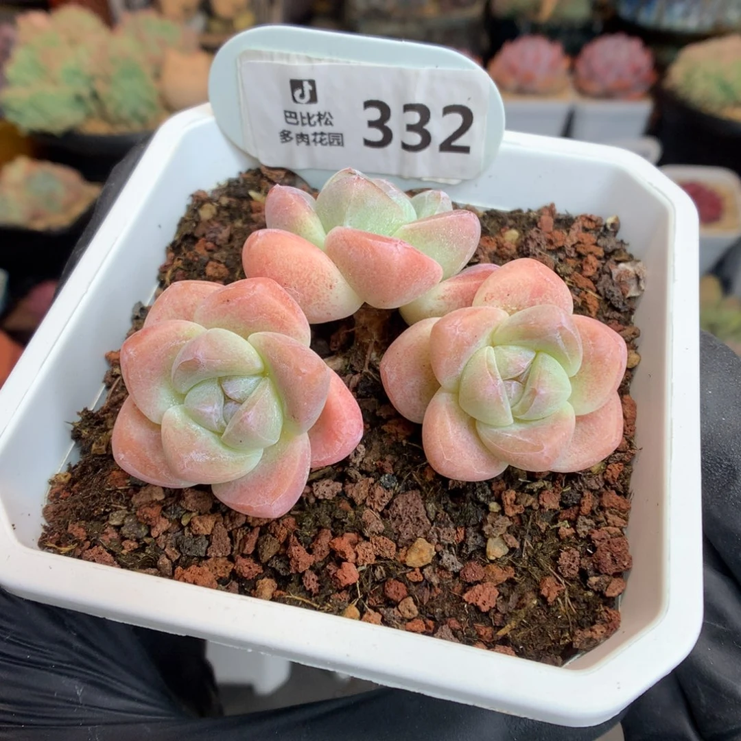 332 粉冰玉 多肉
