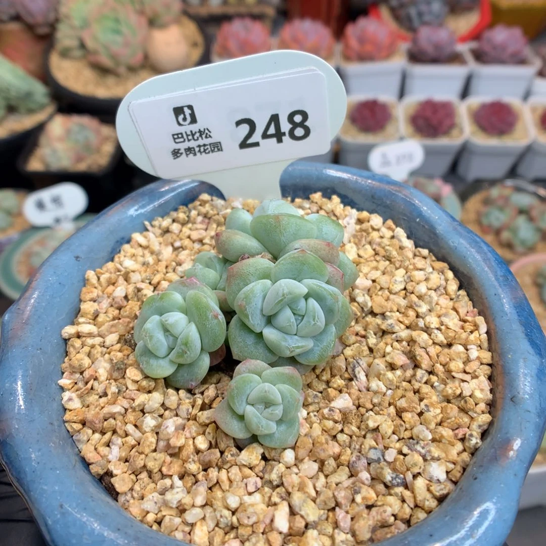 @*豆248 小脸樱花冰玉