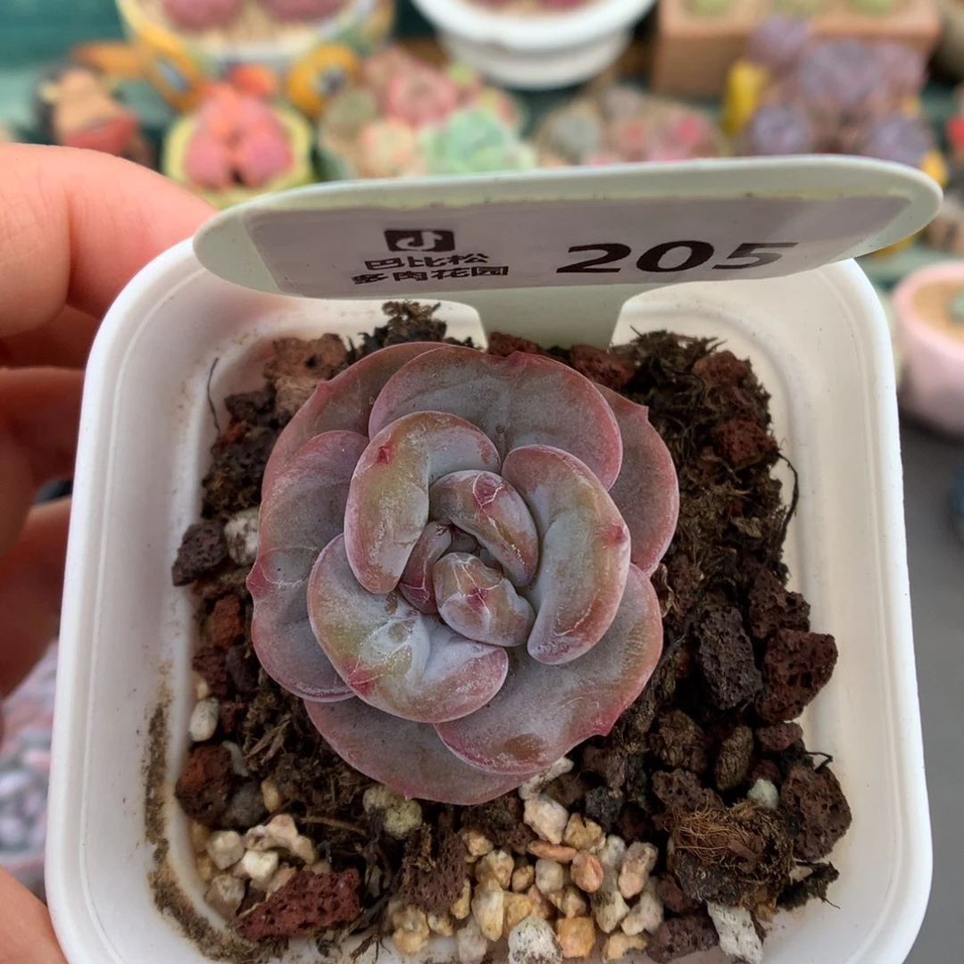 205凤橙多肉植物