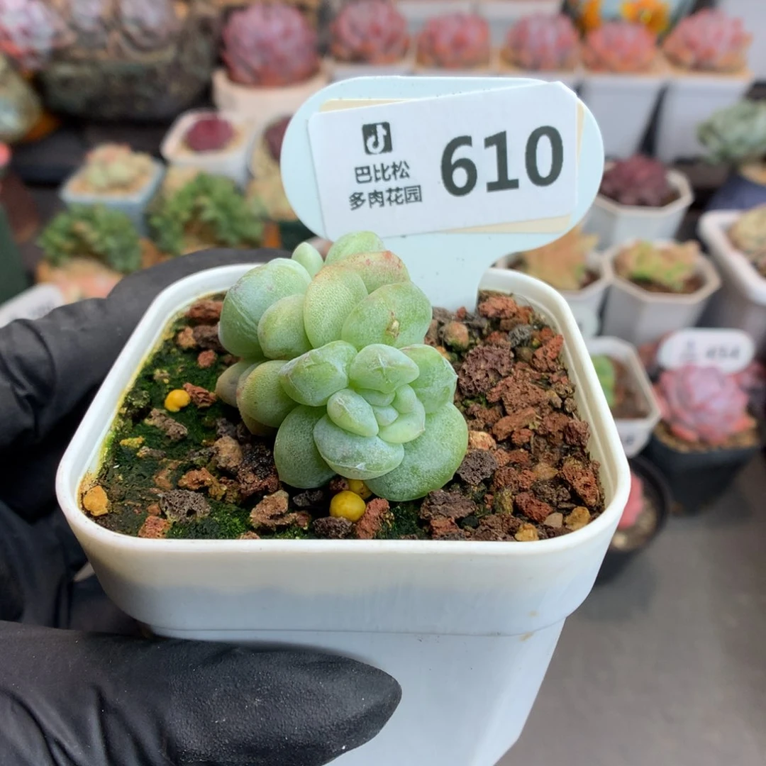 610 透心冰玉石化