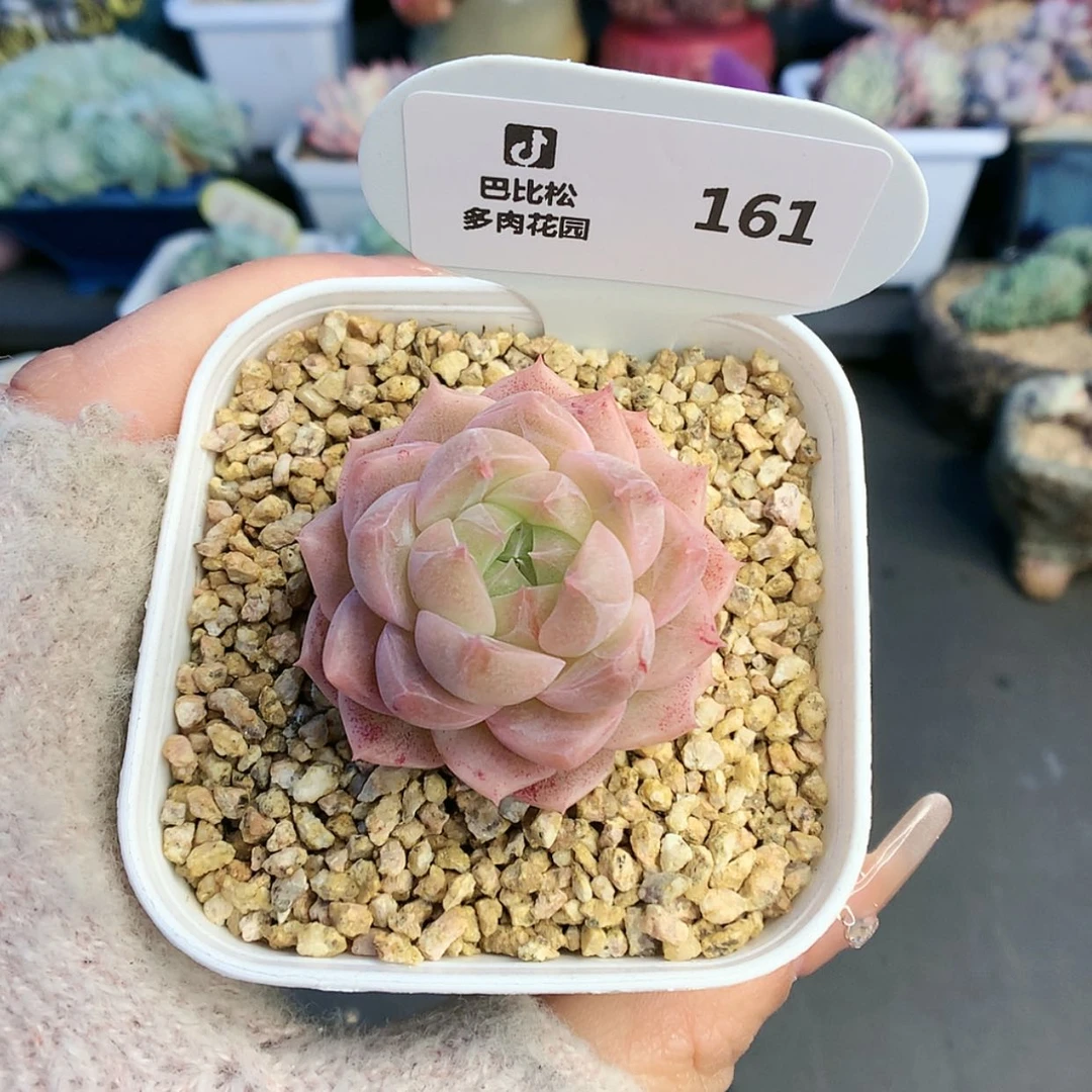【闪购商品】161糖心