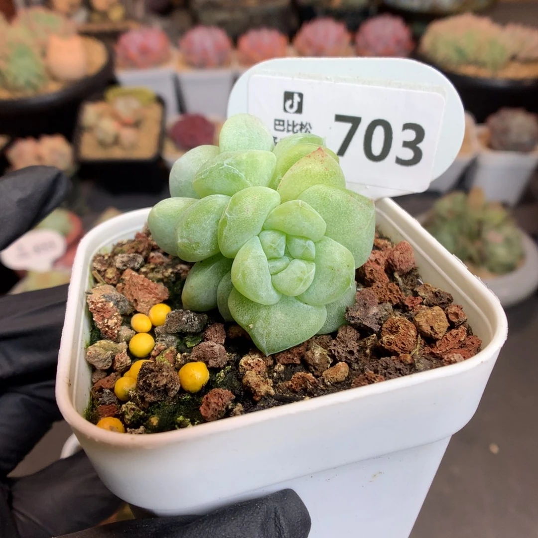 703 双头黄透冰玉石化