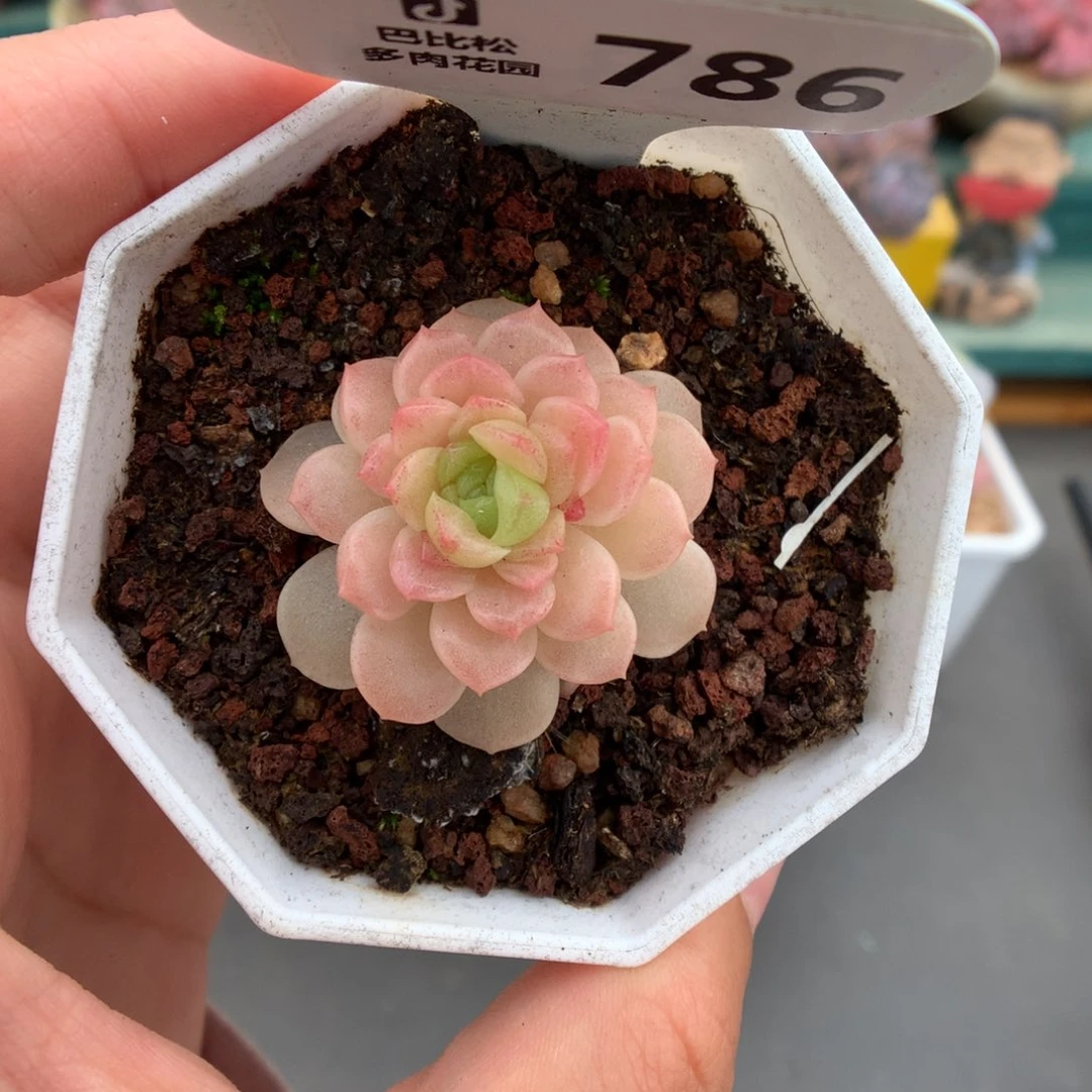 786单头灯泡叶麦杆多肉