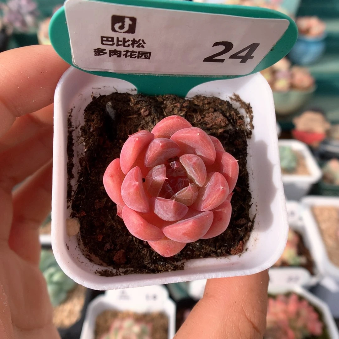 24糖心小脸冰多肉酱