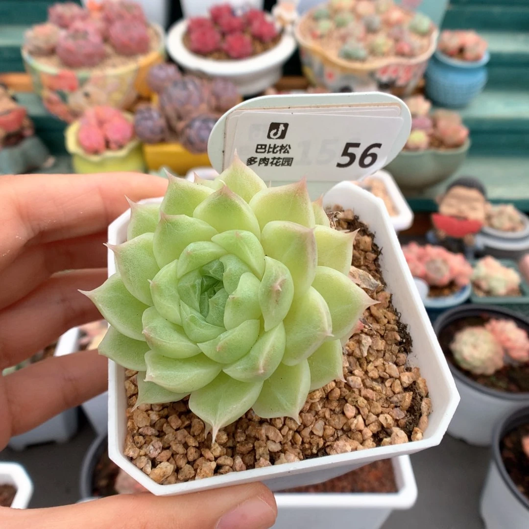 56双头麦杆多肉植物