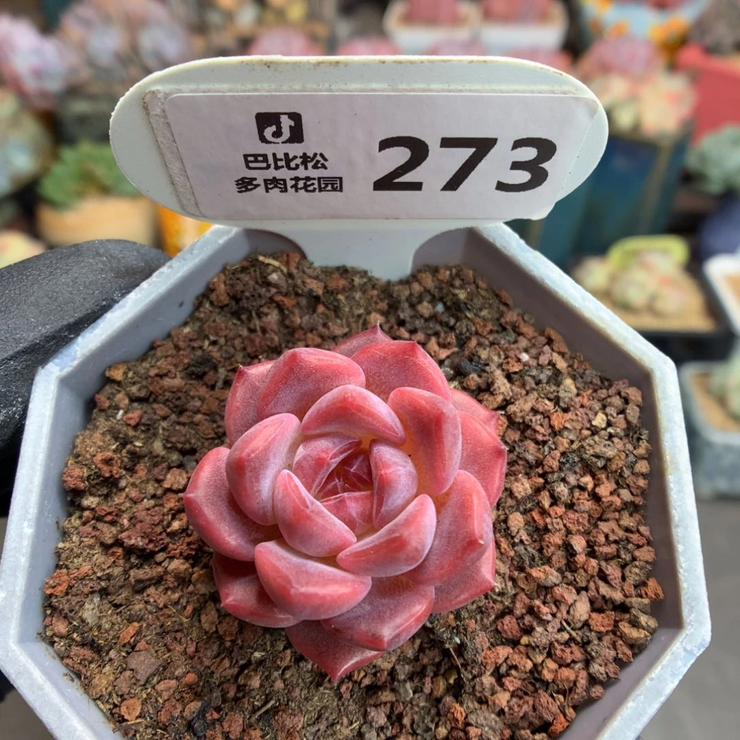 273 红宝石心琥珀特一个