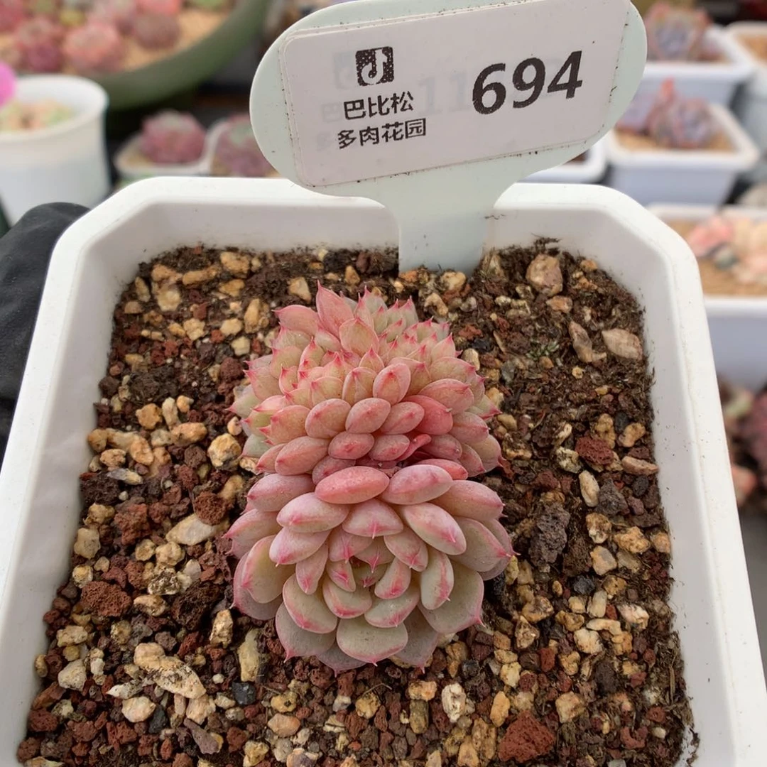 694 白胖子缀 多肉