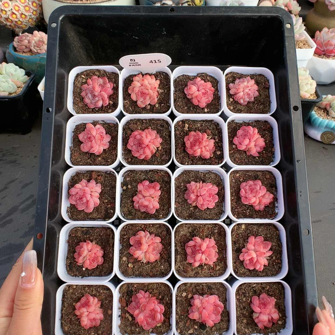 【闪购商品】415小脸冰双头