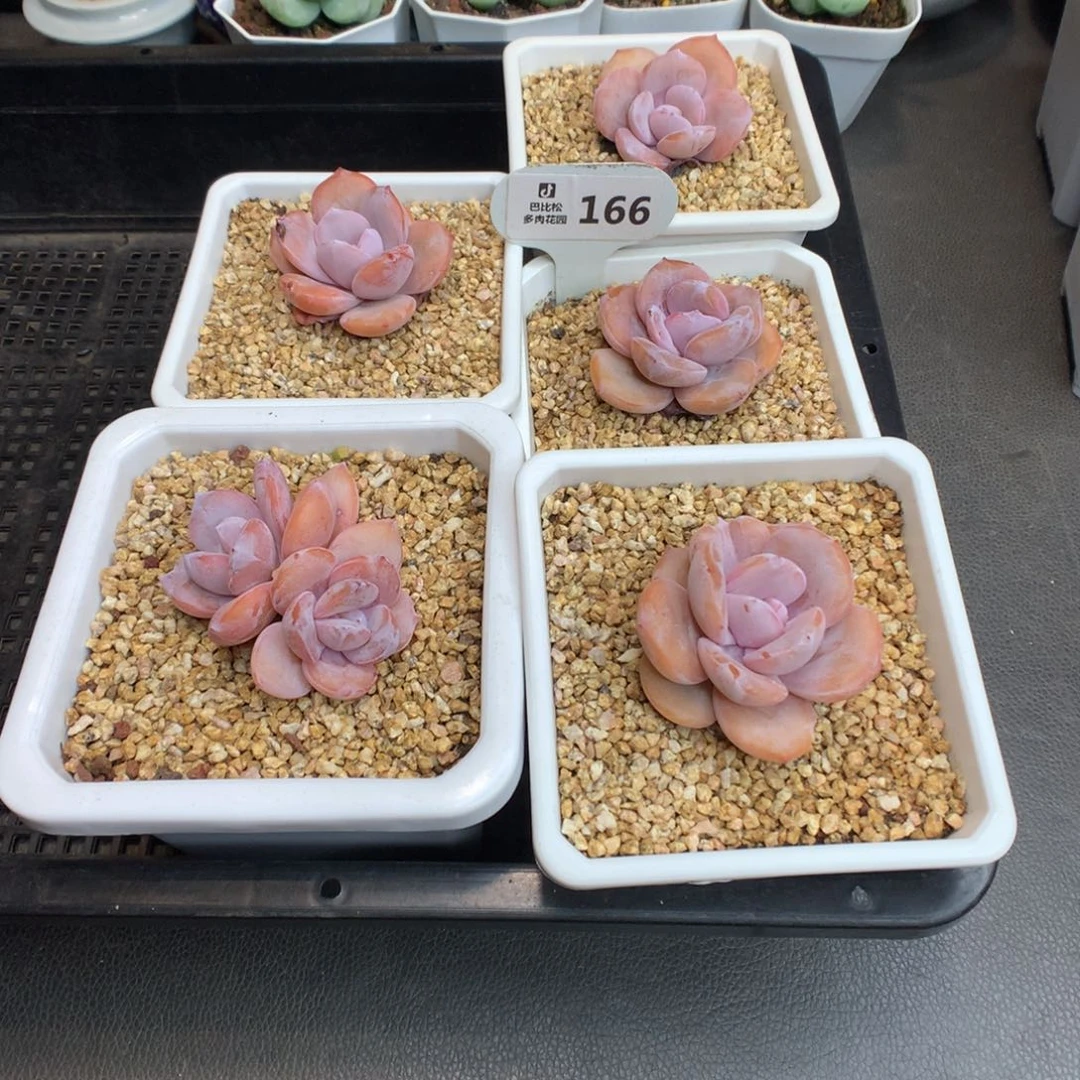 今****。166 四颗奶茶 送一个