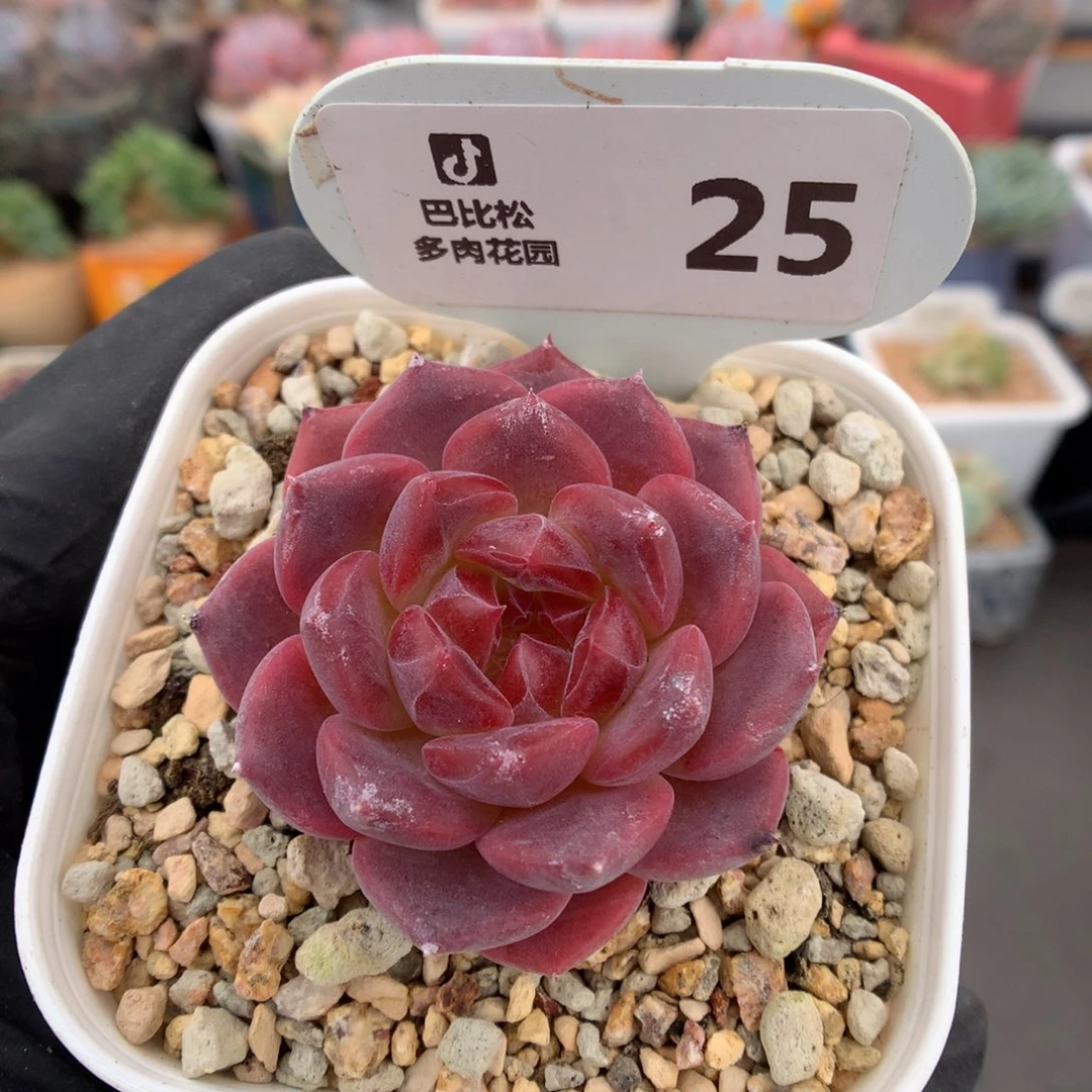 25 红宝石心琥珀