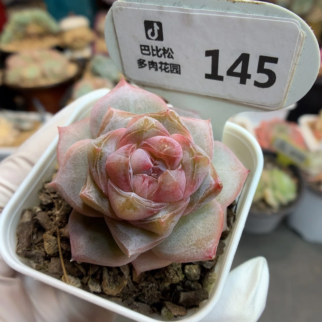 145 葡萄紫糖心 多肉