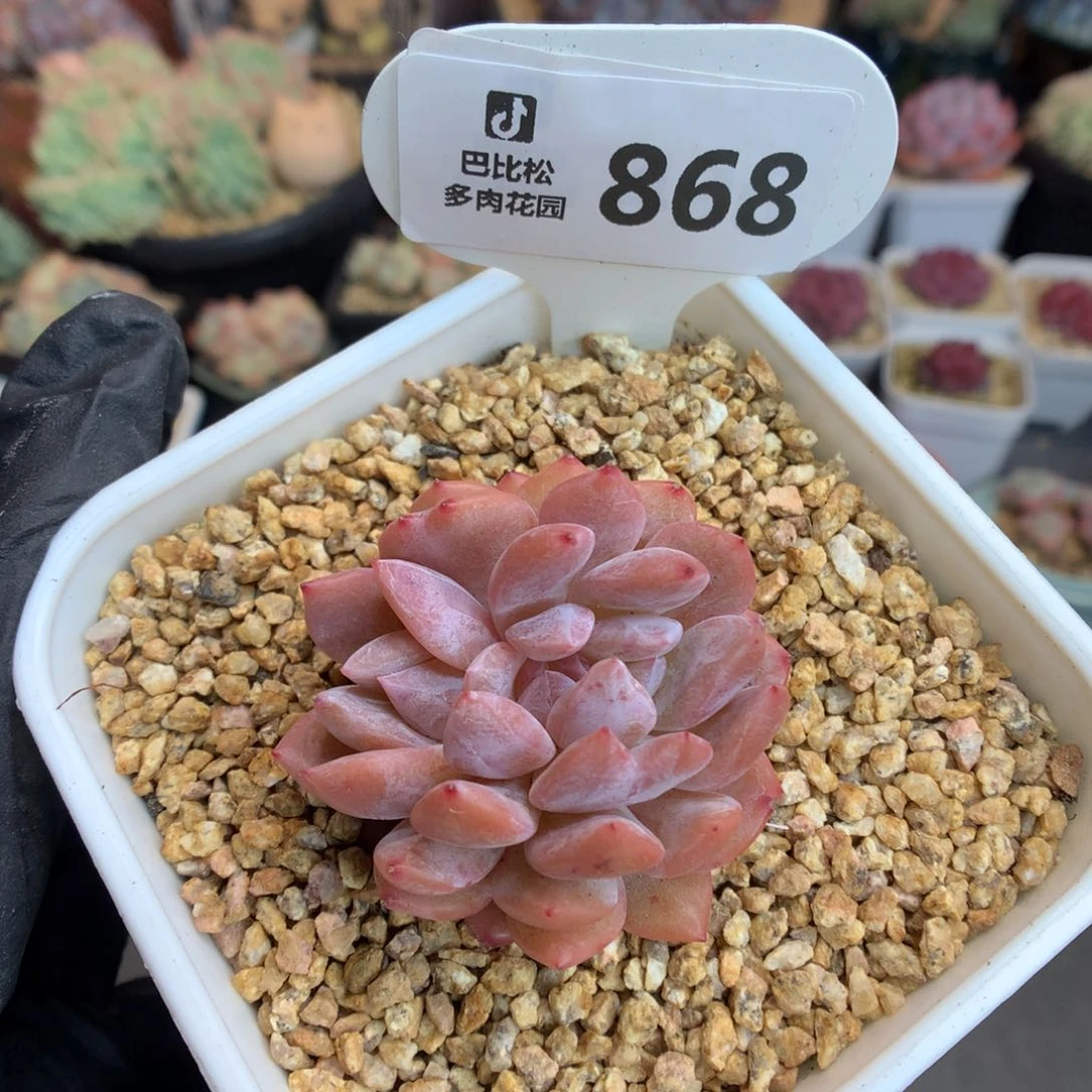 868 雪天使缀 多肉