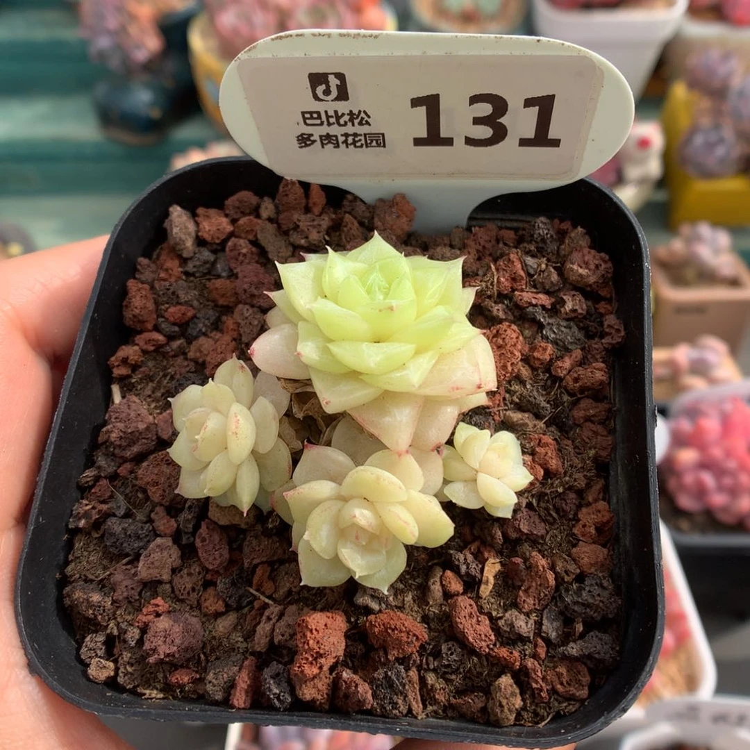 131四头白天鹅麦杆