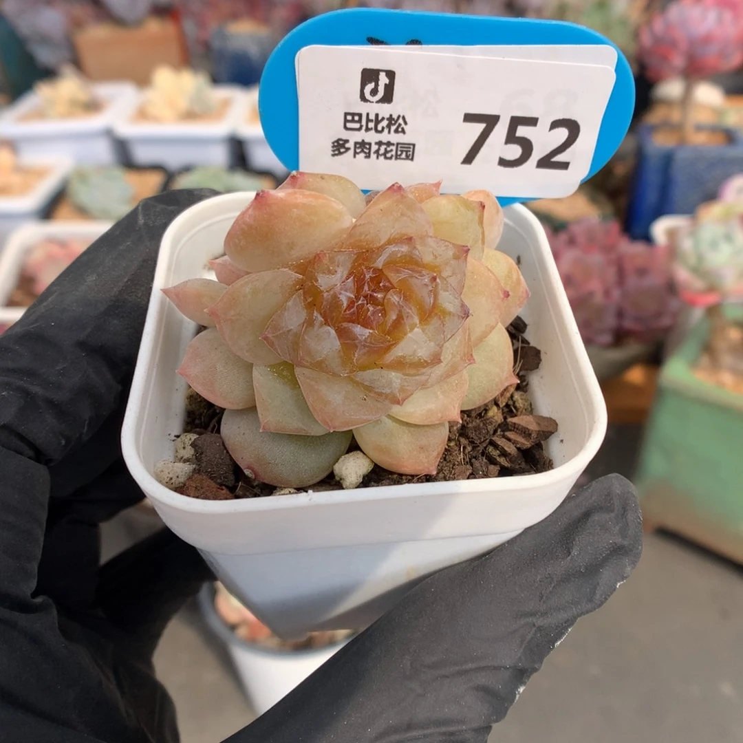 752 糖心  多肉