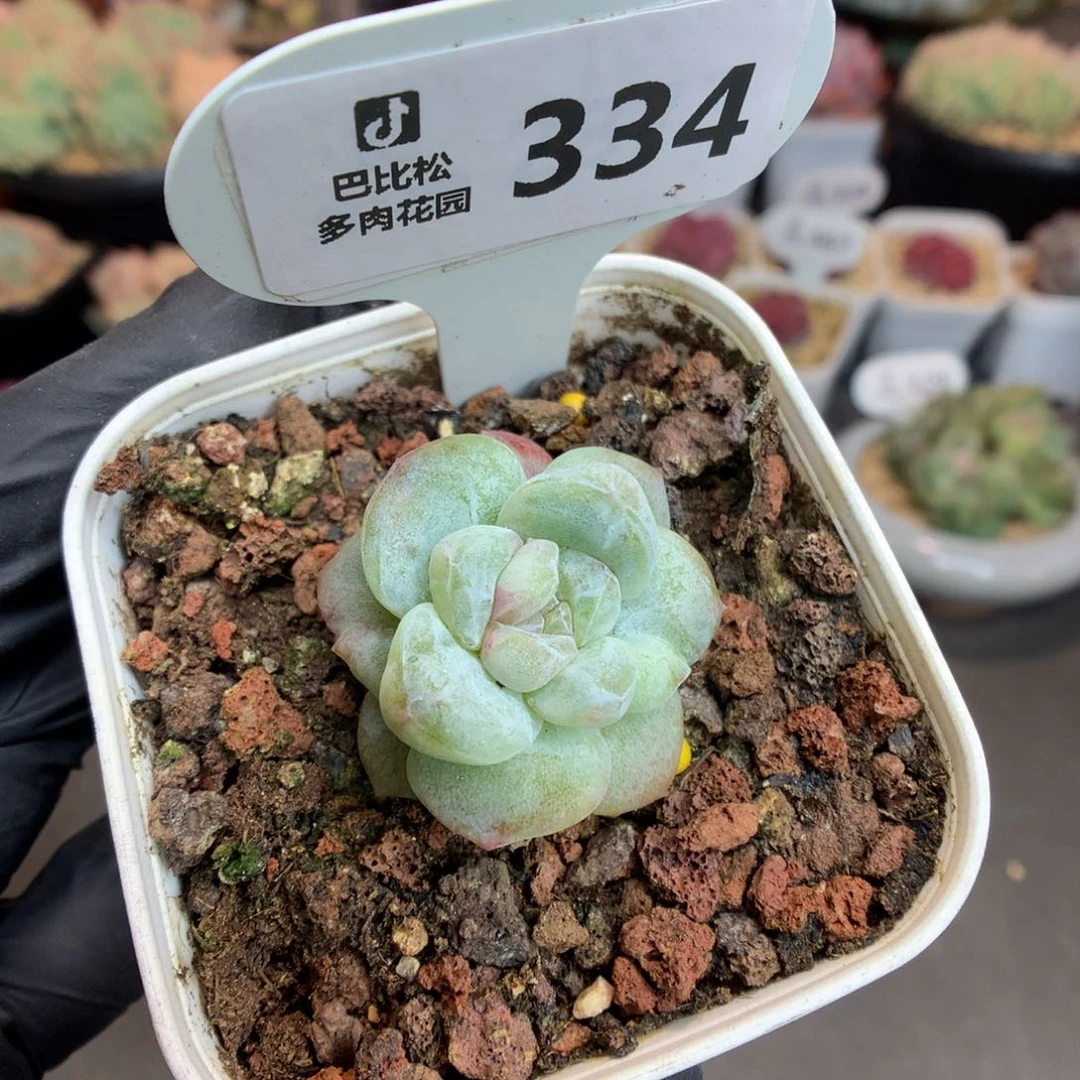 334 冰玉石化多肉