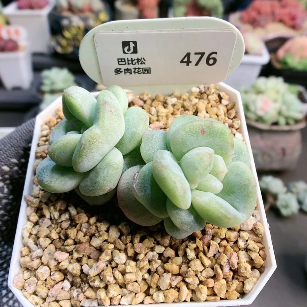 【闪购商品】@***子476冰玉石化