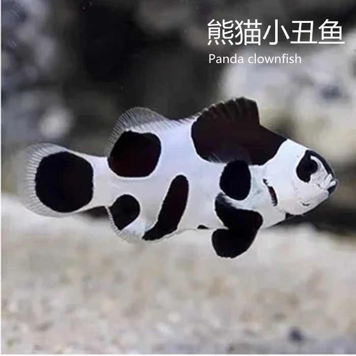 熊猫小丑鱼人工热带海水观赏鱼