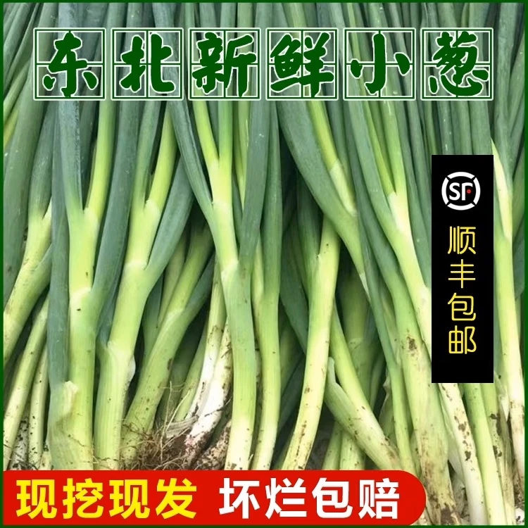 东北农家新鲜小葱蘸酱打饭包生吃鲜嫩香葱3斤京东包邮