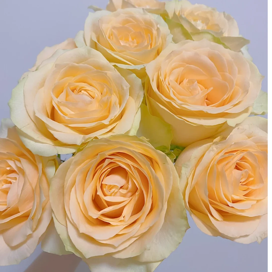 【蜜桃雪山】单头玫瑰  全场任意两单鲜花包邮（涛）