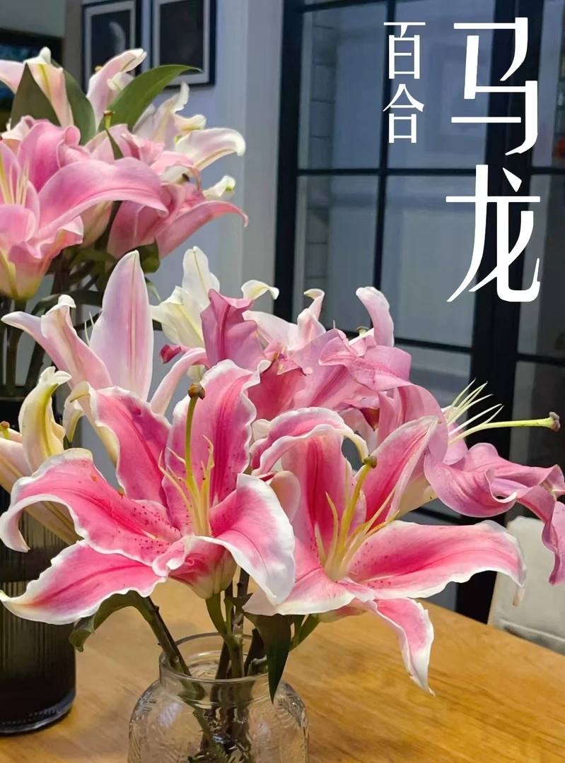 【马龙】粉色心白色花边自带优美曲线的花瓣新手友好必入的香水百合