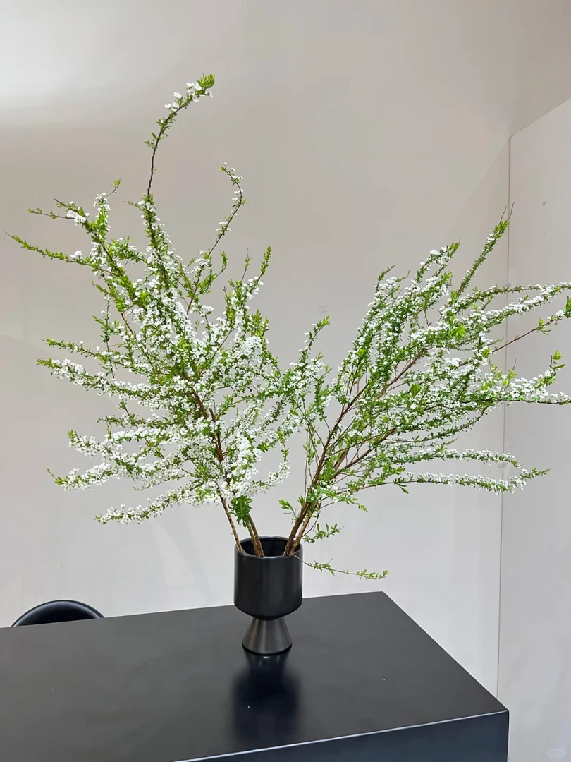 【鲜枝雪柳】雪柳  1单包邮中通快递或EMS（涛）