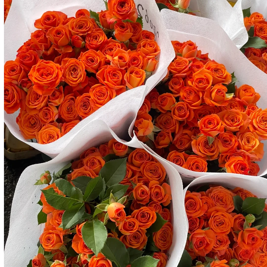 【橙色芭比】多头玫瑰橙色芭比泡泡  全场任意两单鲜花包邮（涛