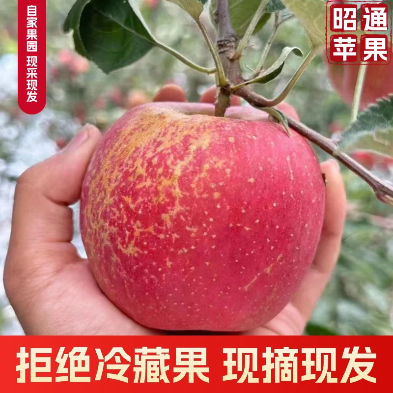 2024正宗昭通丑苹果晚熟红富士冰糖心应季苹果现摘现发高山种植