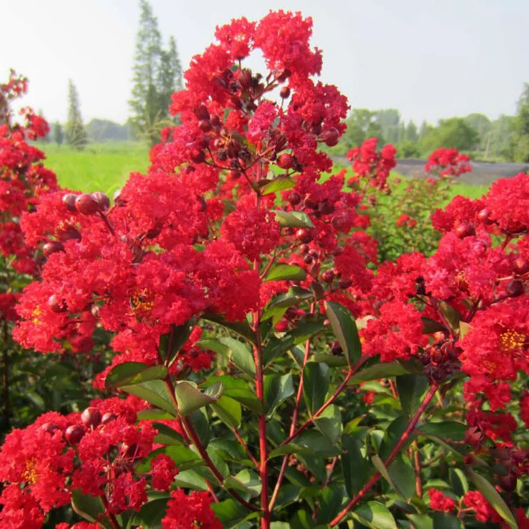 美国红火箭紫薇基地直发紫薇各种规格庭院种紫薇花苗天鹅绒红火箭