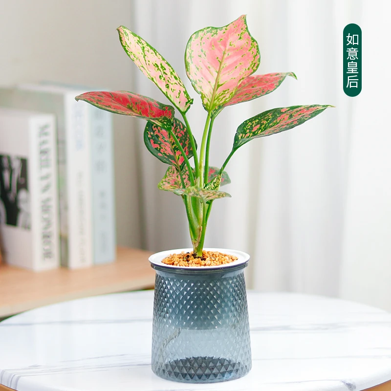 （如意皇后）水培植物花卉盆栽办公桌植物办公室绿植懒人室内好养