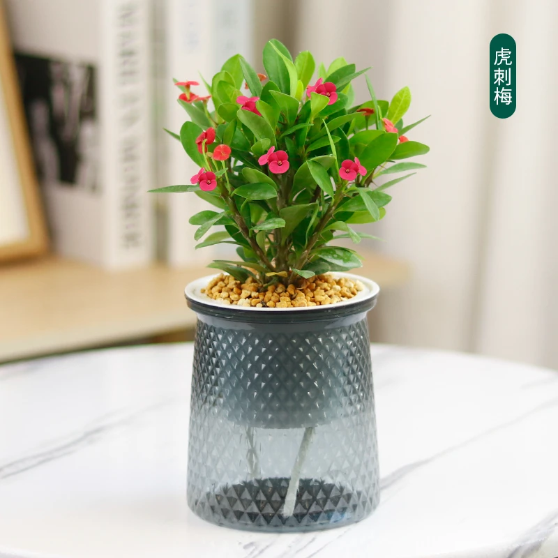 （虎刺梅）水培植物花卉盆栽办公桌植物办公室绿植懒人室内好养四季