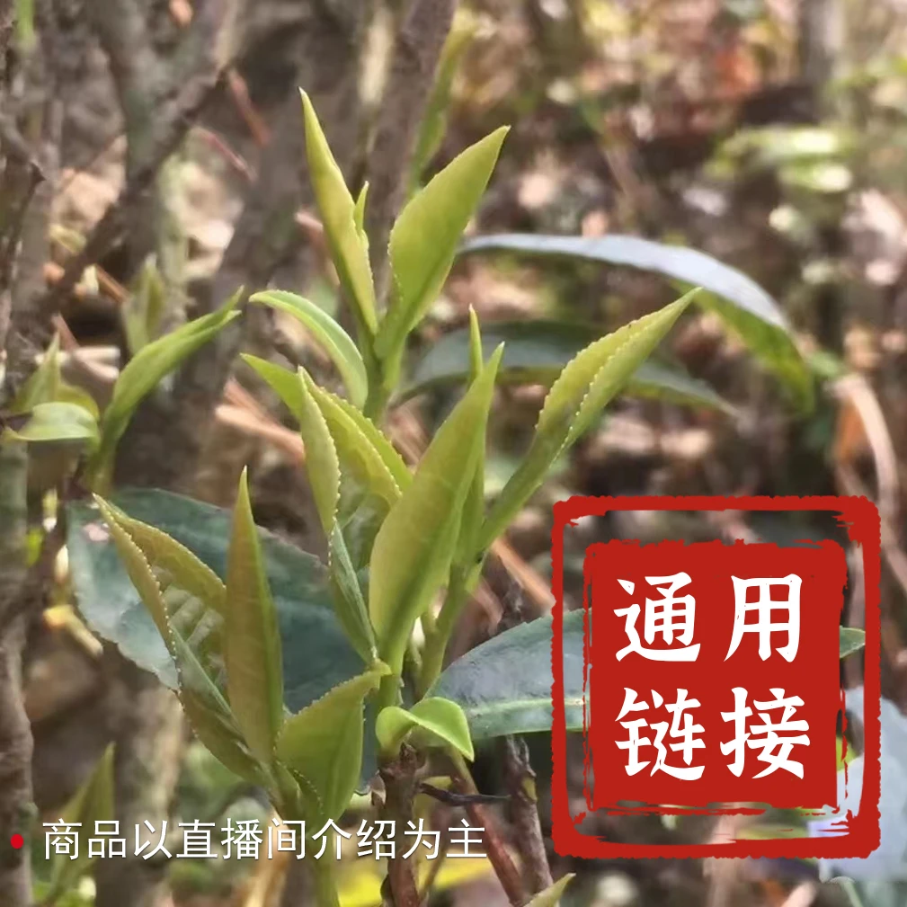 2021年老树社前250克【徐小敏六堡茶】广西梧州纯好六堡茶