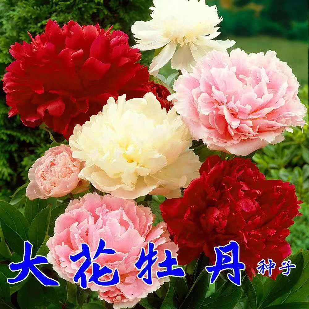 洛阳牡丹种籽牡丹花种子混色春播四季盆栽阳台播种牡丹花花籽