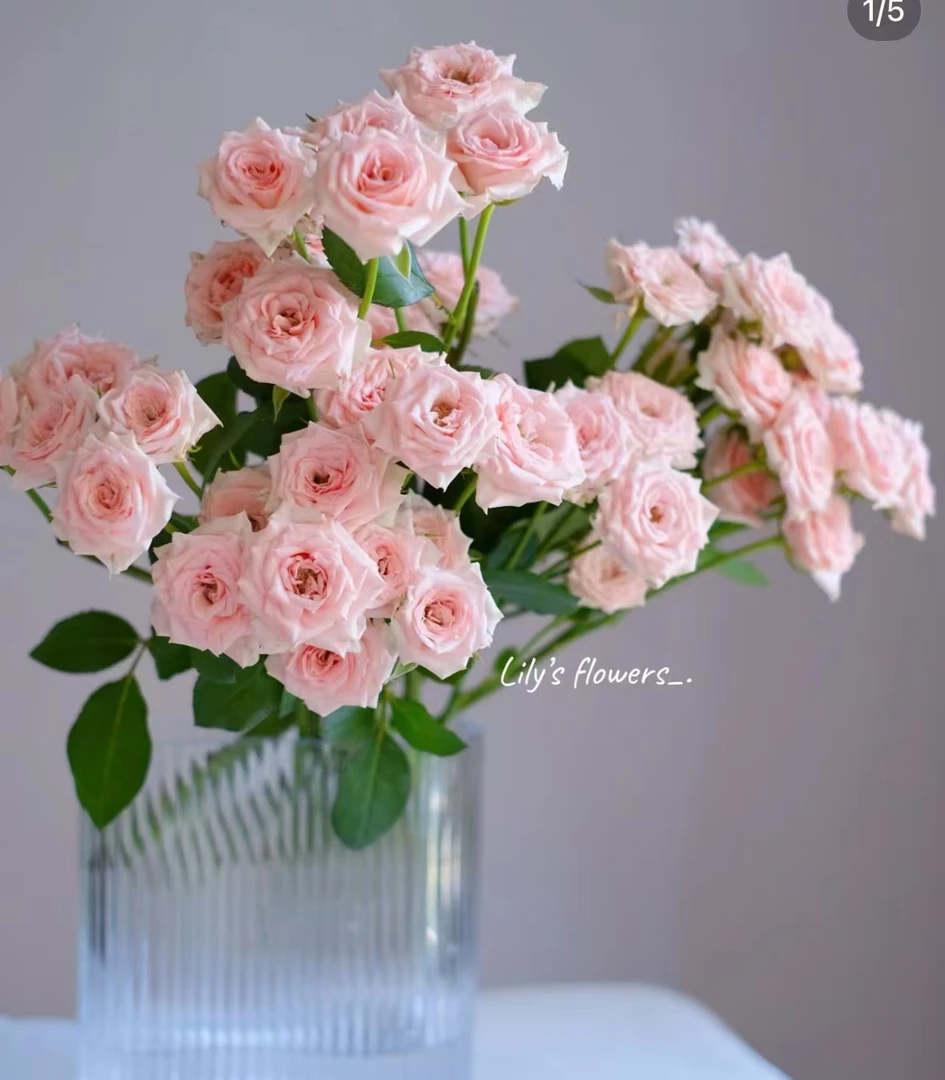 星悦宝贝多头玫瑰10枝——任意两单升级顺丰/京东/德邦空运