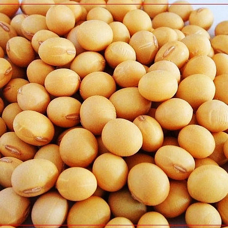 黄豆新打豆浆生豆芽做霉黄豆