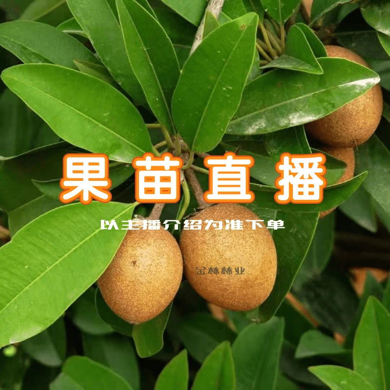 果苗直播热带果树