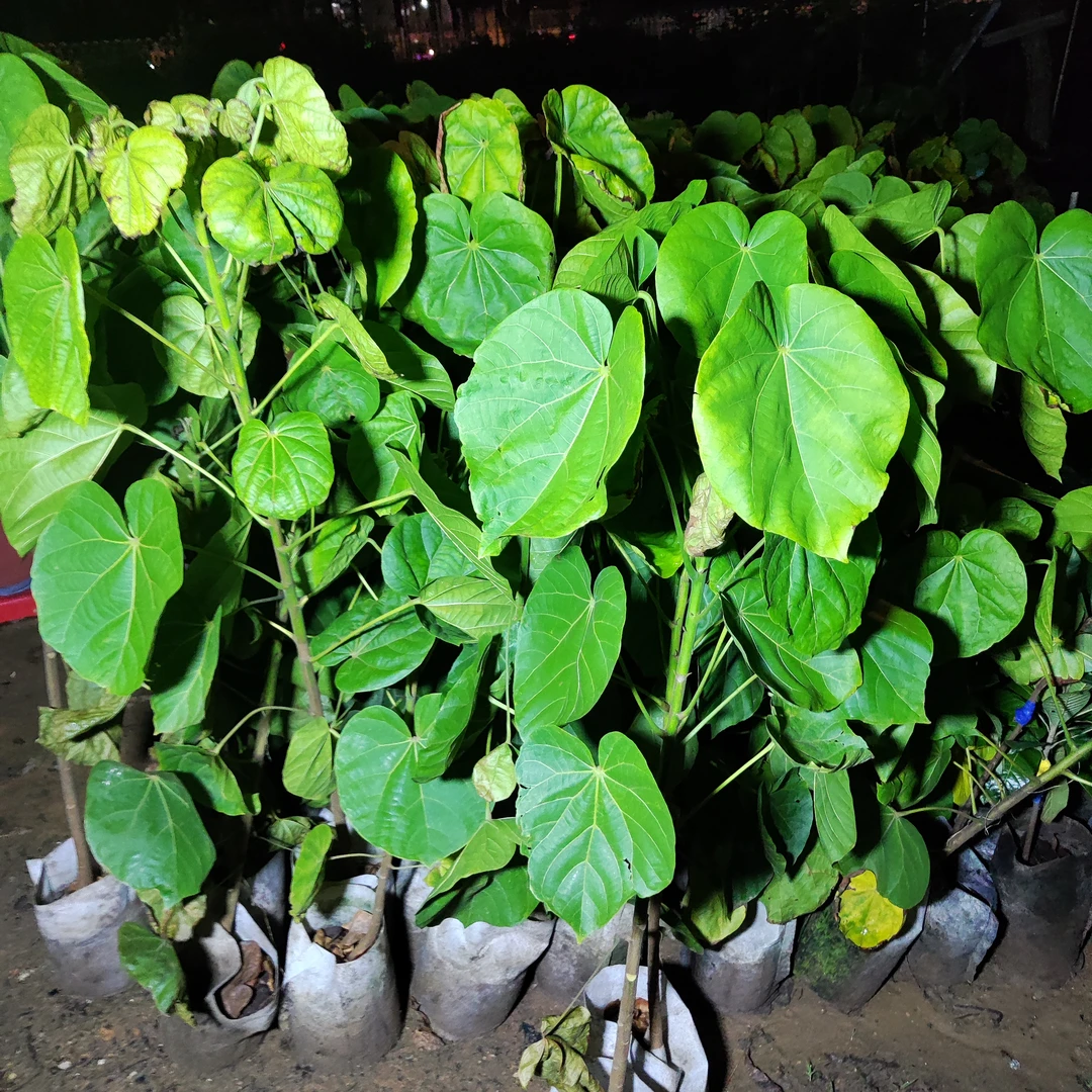 大果椰柿苗椰蜜果盆栽绿植