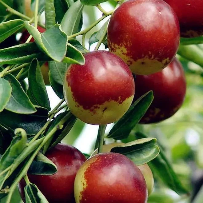 嫁接正宗特大红枣树活苗盆栽果树果苗耐寒南北方地栽种植当年结果