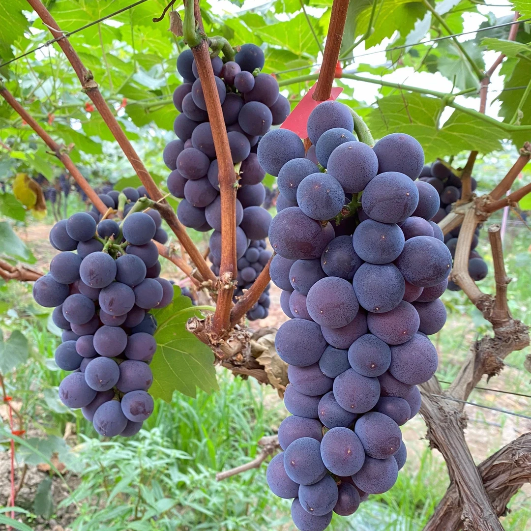 葡萄树苖阳光玫瑰葡萄蓝宝石葡萄苗树巨峰葡萄苗盆栽爬藤当年结果
