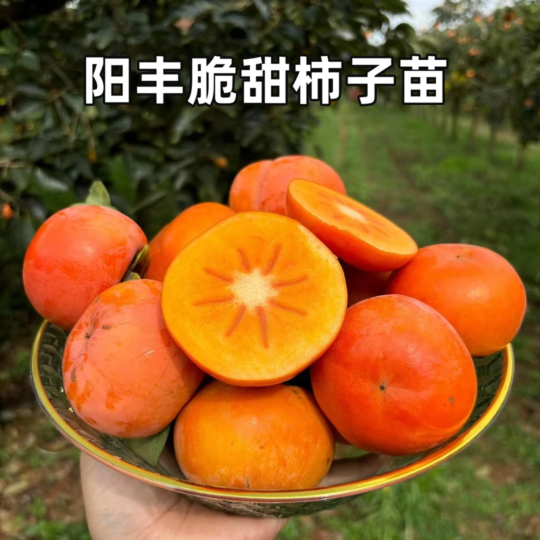 特大柿子树苗嫁接阳丰脆柿盆栽庭院地栽耐寒南方北方栽种当年结果