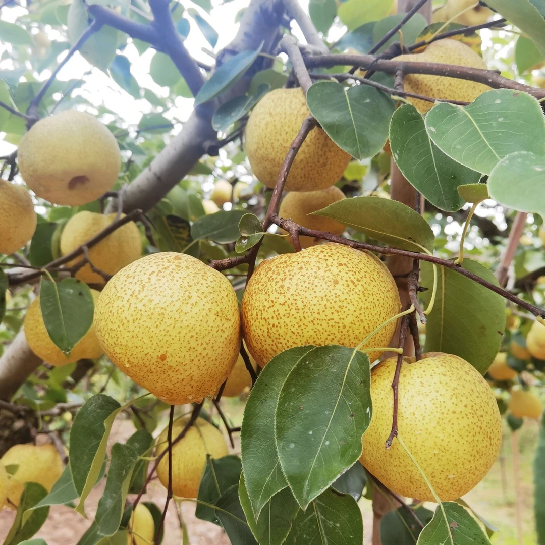 嫁接冰糖秋月梨树苗特大晚熟北南方种植盆栽地栽当年结果果树果苗