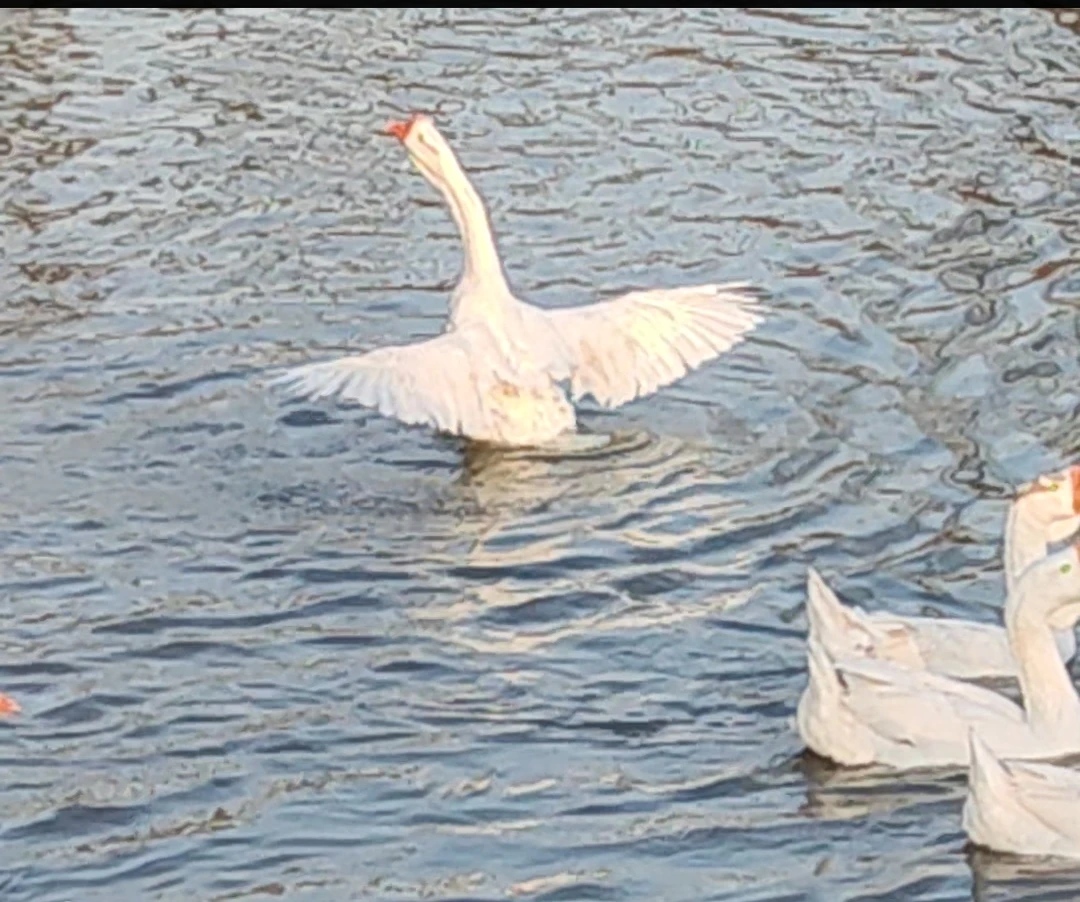 【5.3斤鹅腿拼鹅胸脯肉】顺丰包邮粮食喂养假一罚三