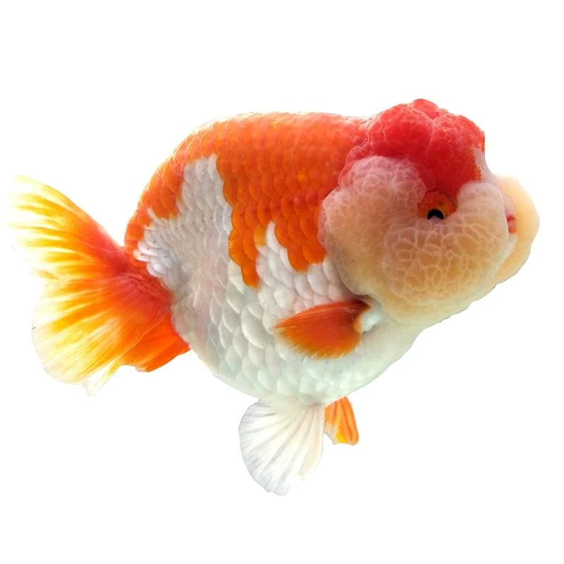 【改价用】金鱼玛丽兰寿锦鲤德系龙观赏鱼